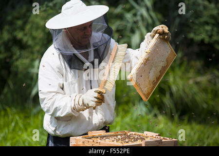 Beekeeper brushing bees from frame of hive at farm Stock Photo