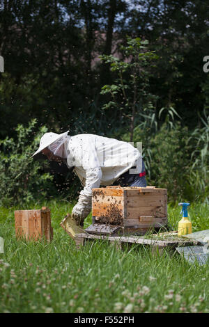 Male beekeeper working on bee hives at farm Stock Photo
