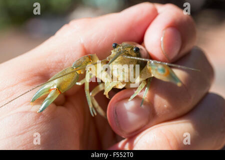 Close-up of hand holding yabby outdoors Stock Photo