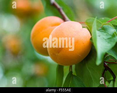 Two Apricots ripening on the tree. Two almost ripe apricot fruits hang from a leafy branch. Stock Photo
