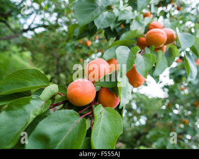 A long cluster of ripening apricots hang from a tree branch. Ripe and growing in the summer heat, yellow orange and  red fruit Stock Photo