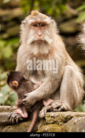 Female crab-eating macaque (Macaca fascicularis) with her infant in Sacred Monkey Forest Sanctuary in Ubud, Bali, Indonesia. Stock Photo