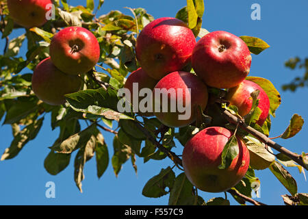 Close up of red ripe apples growing on tree apple branch fruit fruits in summer autumn England UK United Kingdom GB Great Britain Stock Photo