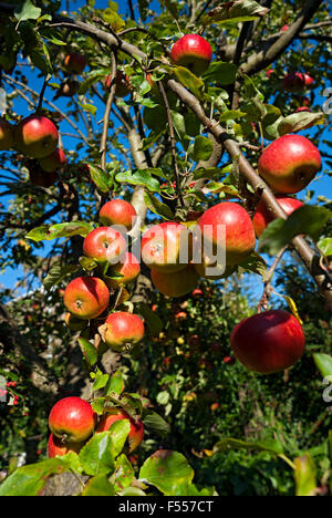 Close up of red ripe Charles Ross apples growing on tree apple branch fruit fruits in summer autumn England UK United Kingdom GB Great Britain Stock Photo