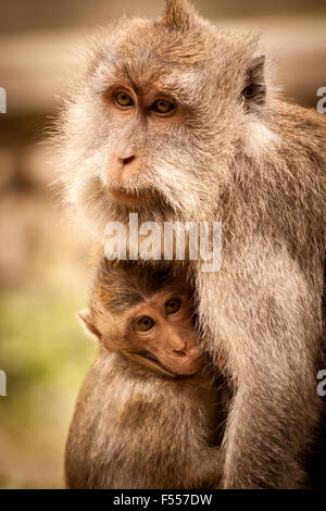 Female crab-eating macaque (Macaca fascicularis) with her infant in Sacred Monkey Forest Sanctuary in Ubud, Bali, Indonesia. Stock Photo
