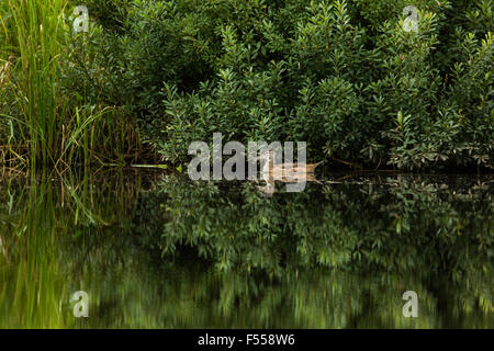 Immature male wood duck on the East fork of the Chippewa River Stock Photo