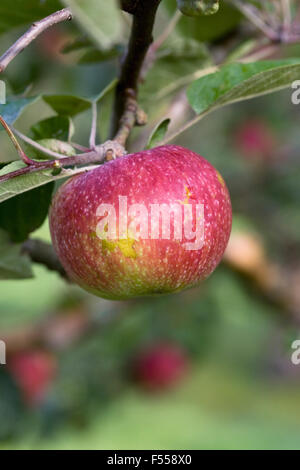 Malus domestica. Apple 'McIntosh' growing in an English Orchard. Stock Photo
