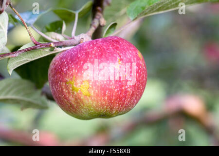 Malus domestica. Apple 'McIntosh' growing in an English Orchard. Stock Photo