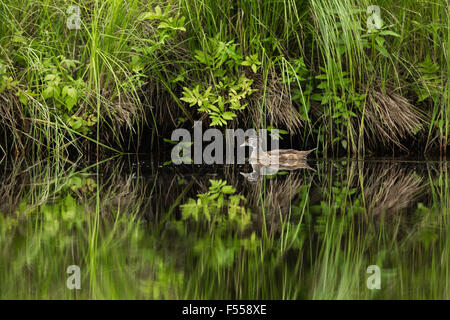 Immature male wood duck on the East fork of the Chippewa River Stock Photo