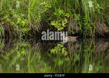 Immature male wood duck on the East fork of the Chippewa River Stock Photo