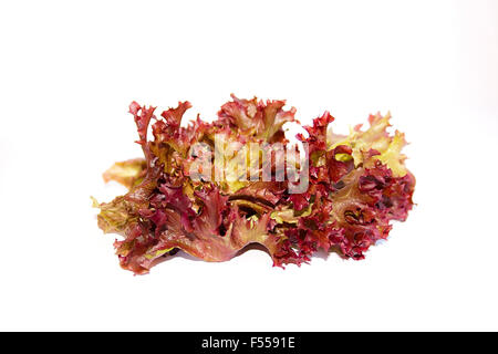Red leaf lolo rosso or coral lettuce, hydroponic vegetable on white background Stock Photo