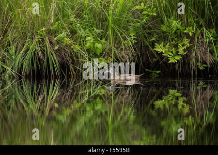 Immature male wood duck on the East fork of the Chippewa River Stock Photo