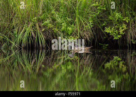 Immature male wood duck on the East fork of the Chippewa River Stock Photo