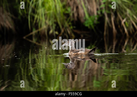 Immature male wood duck on the East fork of the Chippewa River Stock Photo