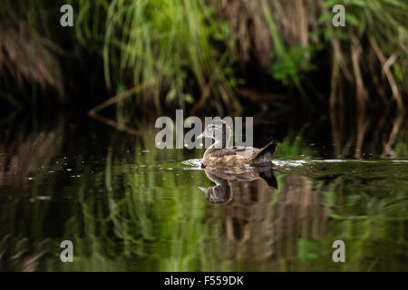 Immature male wood duck on the East fork of the Chippewa River Stock Photo