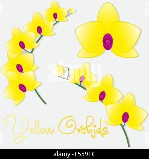 Orchid set in vector format. Stock Vector