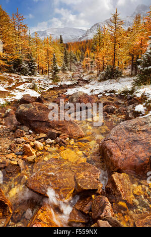 River through beautiful bright larch trees in fall, with the first snow dusting on the ground. Photographed in Larch Valley, hig Stock Photo