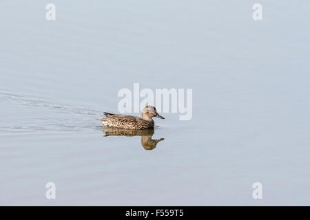 A female Teal swimming Stock Photo