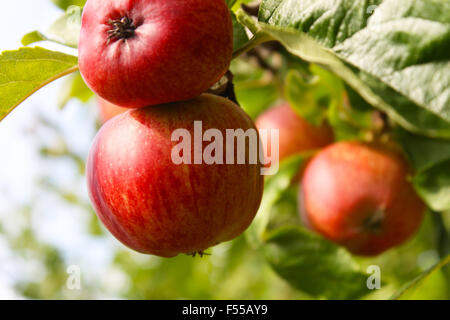 Apples on a tree Stock Photo