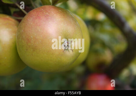 Apples on a tree Stock Photo