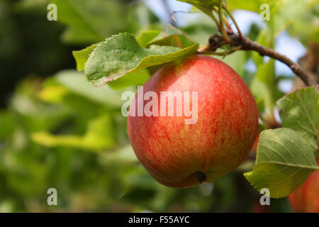 Apples on a tree Stock Photo