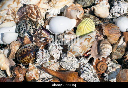 Full frame shot of sea shells Stock Photo