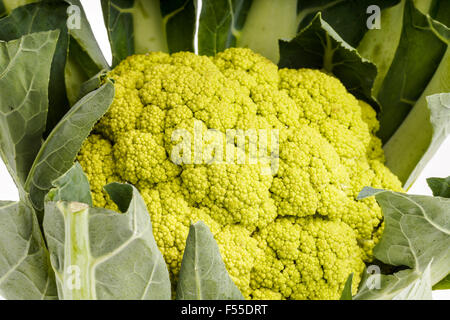 Fresh healthy Green organic Cauliflower head isolated on white Stock Photo