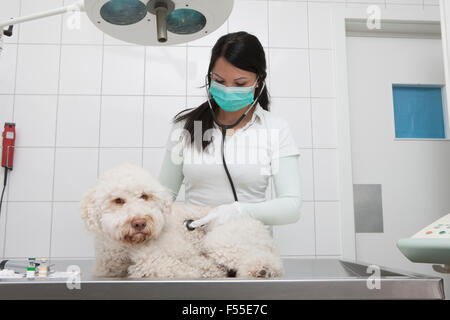Young veterinarian examining dog on table in clinic Stock Photo