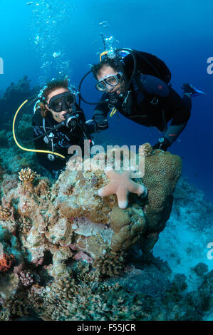 Young couple divers look at granulated sea star (Choriaster granulatus), Indian Ocean, Maldives Stock Photo