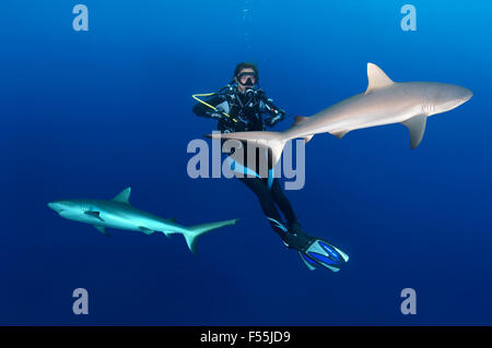 Young woman diver hangs in the water next to the two grey reef sharks (Carcharhinus amblyrhynchos), Indian Ocean, Maldives Stock Photo