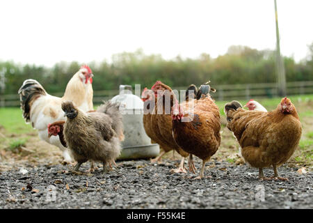 free range chickens Stock Photo