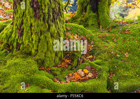 Abandoned Slate Quarry Taken Over by Vegetation and Trees Stock Photo