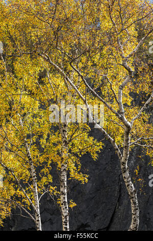 Abandoned Slate Quarry Taken Over by Vegetation and Trees Stock Photo