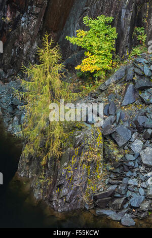 Abandoned Slate Quarry Taken Over by Vegetation and Trees Stock Photo