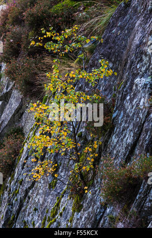 Abandoned Slate Quarry Taken Over by Vegetation and Trees Stock Photo