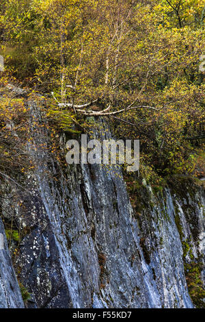 Abandoned Slate Quarry Taken Over by Vegetation and Trees Stock Photo