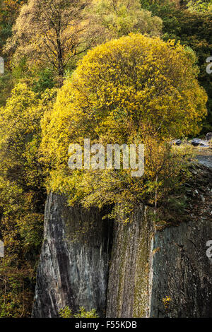 Abandoned Slate Quarry Taken Over by Vegetation and Trees Stock Photo