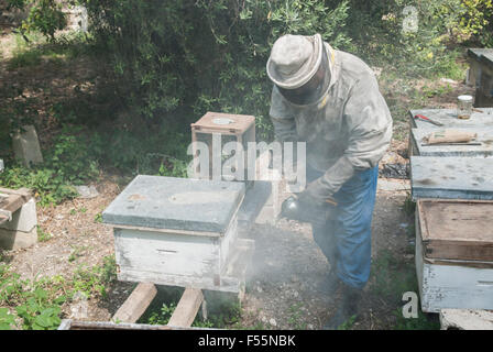 Man working in a bee farm Ein El Delb Lebanon Stock Photo