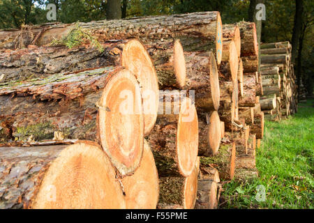 Wooden Logs in a forest Stock Photo