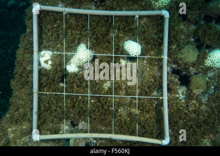 underwater photo quadrat used in coral reef research monitoring Stock Photo