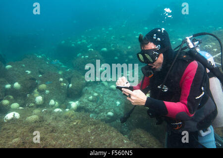 scientific diver taking notes during coral bleaching event at Alcatrazes island, Sao Paulo state shore, Brazil. Stock Photo
