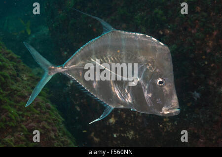 The lookdown (Selene vomer) is a game fish of the Carangidae family. Alcatrazes island, Brazil. Stock Photo