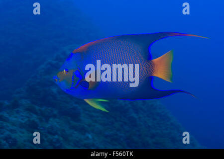 queen angelfish (Holacanthus ciliaris) is an angelfish .  Alcatrazes island, Brazil Stock Photo