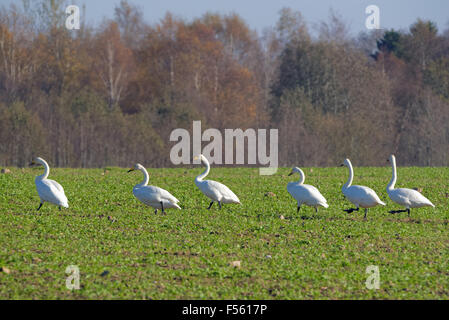 Whooper swans (Cygnus cygnus) feeding and having rest during their transmigration through Estonia. Stock Photo