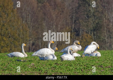 Whooper swans (Cygnus cygnus) feeding and having rest during their transmigration through Estonia. Stock Photo