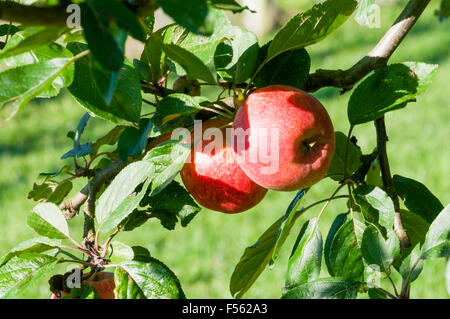 Two apples of the variety Kidd's Orange Red growing on a tree. Stock Photo