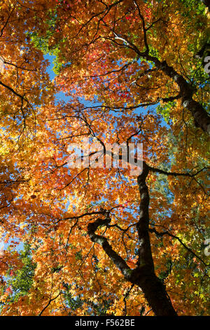 Acer Palmatum Osakazuki. Japanese Maple in autumn Stock Photo