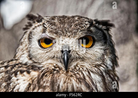 Bengalenuhu, Indischer Uhu, bubo bangalensis, eagle owl, indian eagle ...