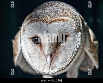 Schleiereule, Tyto Alba, barn owl, screech owl, Tytonidae Stock Photo