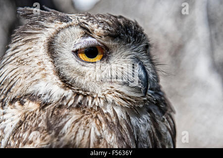 Bengalenuhu, Indischer Uhu, bubo bangalensis, eagle owl, indian eagle ...